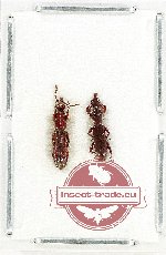 Scientific lot no. 167 Brenthidae (2 pcs)