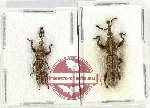 Scientific lot no. 166 Brenthidae (2 pcs - 1 pc A2)