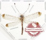 Ascalaphidae sp. 8 (A-)