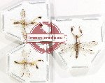 Scientific lot no. 19 Mantispidae (3 pcs A2)