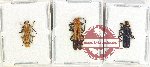 Scientific lot no. 51 Lycidae (3 pcs - 1 pc A2)