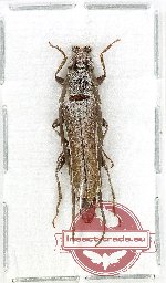 Cerambycidae sp. 120