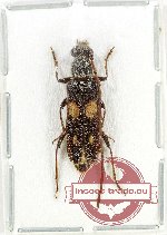 Cerambycidae sp. 116 (A2)