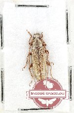 Cerambycidae sp. 117