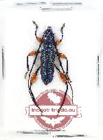 Paracleonice bivittata