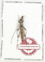 Cerambycidae sp. 119