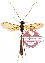 Braconidae sp. 3 (SPREAD)