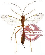 Braconidae sp. 4 (SPREAD)