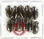 Gyrinidae Scientific lot no. 45 (10 pcs)