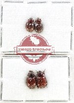 Hybosorinae Scientific lot no. 128 (4 pcs)