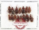 Scientific lot no. 983 Carabidae (15 pcs)