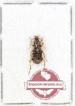 Scientific lot no. 972 Carabidae (1 pc)
