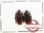 Scientific lot no. 985 Carabidae (Spalomorpha sp.) (2 pcs)