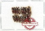 Scientific lot no. 987 Carabidae (Scaritinae sp.) (15 pcs)