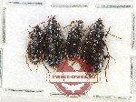 Scientific lot no. 977 Carabidae (4 pcs)