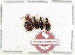 Scientific lot no. 976 Carabidae (4 pcs A-, A2)