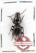 Scientific lot no. 974 Carabidae (1 pc)