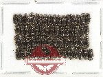Scientific lot no. 1040 Coprophaga (55 pcs)