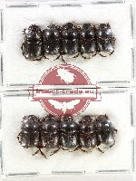 Scientific lot no. 1035X Coprophaga (10 pcs)