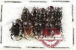 Scientific lot no. 1038 Coprophaga (10 pcs)