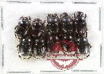 Scientific lot no. 1036 Coprophaga (10 pcs)