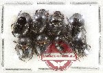 Scientific lot no. 1051 Coprophaga (8 pcs)