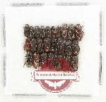 Scientific lot no. 1069 Coprophaga (25 pcs)