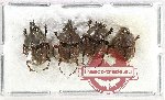 Scientific lot no. 1073 Coprophaga (4 pcs A2)