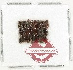 Scientific lot no. 1068 Coprophaga (26 pcs)