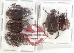 Scientific lot no. 290 Melolonthinae (5 pcs)