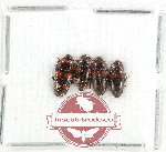 Scientific lot no. 228 Erotylidae (4 pcs)