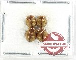 Scientific lot no. 529 Tenebrionidae (4 pcs)