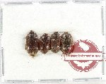 Scientific lot no. 230 Nitidulidae (4 pcs)