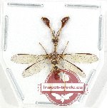 Mantispidae sp. 18