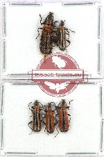 Scientific lot no. 30 Lagriidae (5 pcs A2)