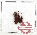 Scientific lot no. 163 Brenthidae (3 pcs)