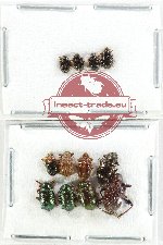 Scientific lot no. 669 Chrysomelidae (12 pcs)