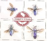 Chrysididae scientific lot no. 1 (4 pcs)