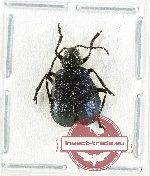 Chrysomelidae sp. 84