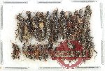 Scientific lot no. 241 Staphylinidae (28 pcs)