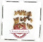 Scientific lot no. 213 Staphylinidae (28 pcs)