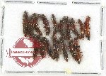 Scientific lot no. 237 Staphylinidae (17 pcs)