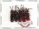 Scientific lot no. 658 Chrysomelidae (5 pcs)