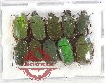 Scientific lot no. 70 Cetoniidae (10 pcs)