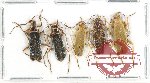 Scientific lot no. 100 Cantharidae (5 pcs)