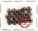 Scientific lot no. 524 Tenebrionidae (15 pcs)