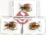 Scientific lot no. 420 Rutelinae (3 pcs - 1 pc A-)