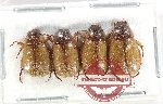 Scientific lot no. 421 Rutelinae (4 pcs)