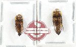 Scientific lot no. 76 Eucnemidae (2 pcs)