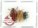 Scientific lot no. 660 Chrysomelidae (3 pcs)